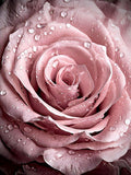 Rose 5d Diy Diamond Painting Diamant Malerei Set DP2396