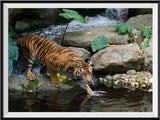 Tiger 5d Diy Diamond Painting Diamant Malerei Set DS12480160