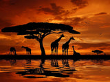 Giraffe 5d Diy Diamond Painting Diamant Malerei Set DS22539997