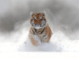 Tiger 5d Diy Diamond Painting Diamant Malerei Set DS84783074