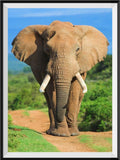 Elefant 5d Diy Diamond Painting Diamant Malerei Set DS967391