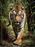 Tiger 5d Diy Diamond Painting Diamant Malerei Set FL4480