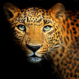 Leopard 5d Diy Diamond Painting Diamant Malerei Set IT183959155