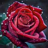 Rose 5d Diy Diamond Painting Diamant Malerei Set MJ2662