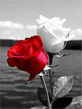 Rose 5d Diy Diamond Painting Diamant Malerei Set MJ2703