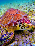 Schildkröte 5D Diamond Painting /Diamant Malerei Set NA0894