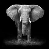 Elefant 5d Diy Diamond Painting Diamant Malerei Set SS129316361