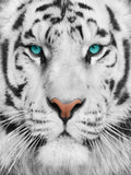 Tiger 5d Diy Diamond Painting Diamant Malerei Set SS1742088326