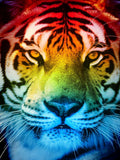 Tiger 5d Diy Diamond Painting Diamant Malerei Set SS483602665