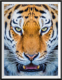 Tiger 5d Diy Diamond Painting Diamant Malerei Set SS639256837