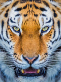 Tiger 5d Diy Diamond Painting Diamant Malerei Set SS639256837