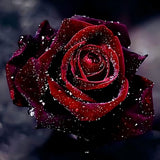 Rose 5d Diy Diamond Painting Diamant Malerei Set VM39448