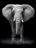 Elefant 5d Diy Diamond Painting Diamant Malerei Set VM7350