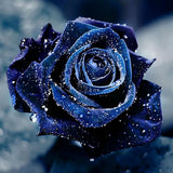 Rose 5d Diy Diamond Painting Diamant Malerei Set VM90327
