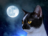 Katze 5d Diy Diamond Painting Diamant Malerei Set DE173645254