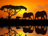 Elefant 5d Diy Diamond Painting Diamant Malerei Set DS202013545