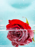 Rose 5d Diy Diamond Painting Diamant Malerei Set IT1196812422