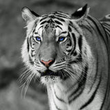 Tiger 5d Diy Diamond Painting Diamant Malerei Set IT499452943