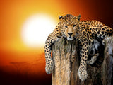 Leopard 5d Diy Diamond Painting Diamant Malerei Set IT510950469
