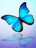 Schmetterling 5d Diy Diamond Painting Diamant Malerei Set IT531315629