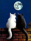 Katze 5d Diy Diamond Painting Diamant Malerei Set MJ1184