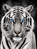 Tiger 5d Diy Diamond Painting Diamant Malerei Set MJ1224