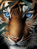 Tiger 5d Diy Diamond Painting Diamant Malerei Set MJ1225