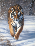 Tiger 5d Diy Diamond Painting Diamant Malerei Set MJ1247