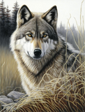 Wolf 5d Diy Diamond Painting Diamant Malerei Set MJ1485