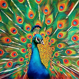 Pfau 5d Diy Diamond Painting Diamant Malerei Set MJ1585