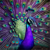 Pfau 5d Diy Diamond Painting Diamant Malerei Set MJ1588