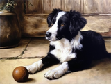 Hund 5d Diy Diamond Painting Diamant Malerei Set MJ9054
