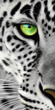 Leopard 5d Diy Diamond Painting Diamant Malerei Set MJ9426