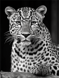 Leopard 5d Diy Diamond Painting Diamant Malerei Set MJ9433