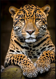 Leopard 5d Diy Diamond Painting Diamant Malerei Set MJ9439