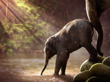 Elefant 5d Diy Diamond Painting Diamant Malerei Set PX2380009