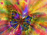 Schmetterling 5d Diy Diamond Painting Diamant Malerei Set PX2794696