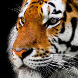 Tiger 5d Diy Diamond Painting Diamant Malerei Set PX2923186
