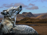 Wolf 5d Diy Diamond Painting Diamant Malerei Set PX3721643