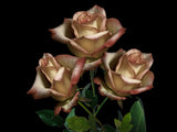 Rose 5d Diy Diamond Painting Diamant Malerei Set PX6376796