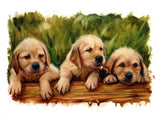 Hund 5d Diy Diamond Painting Diamant Malerei Set SS260720123