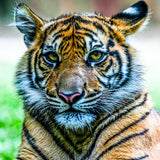 Tiger 5d Diy Diamond Painting Diamant Malerei Set SS687839308