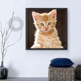 Katze 5d Diy Diamond Painting Diamant Malerei Set QB9999